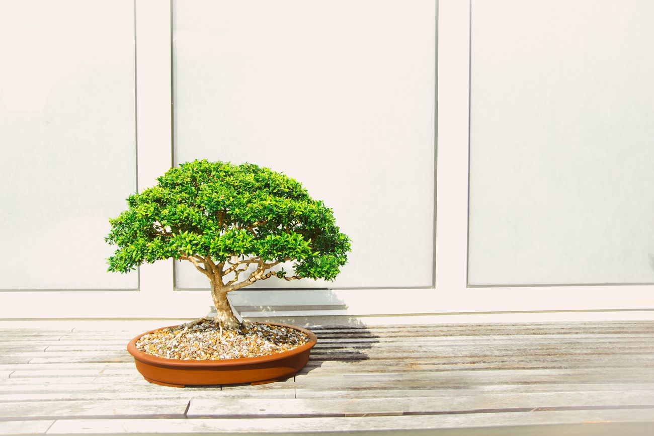 A healthy bonsai tree on a wooden table