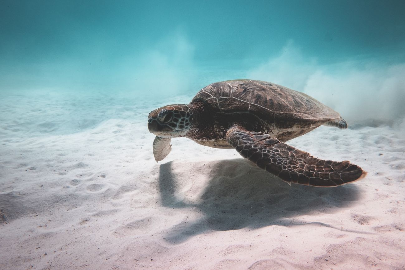 A sea turtle gliding over sandy ocean floor