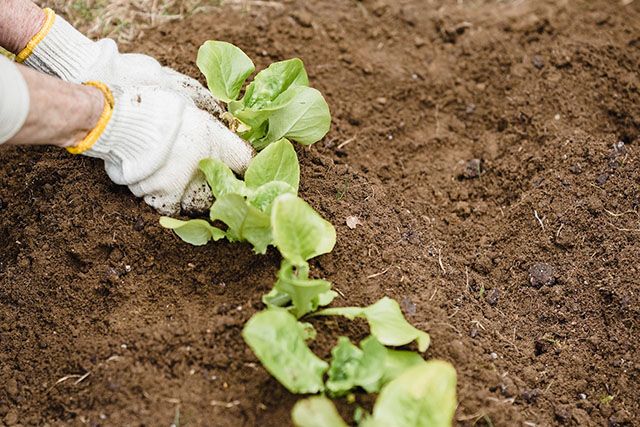 Gloved hands planting young lettuce in rich soil