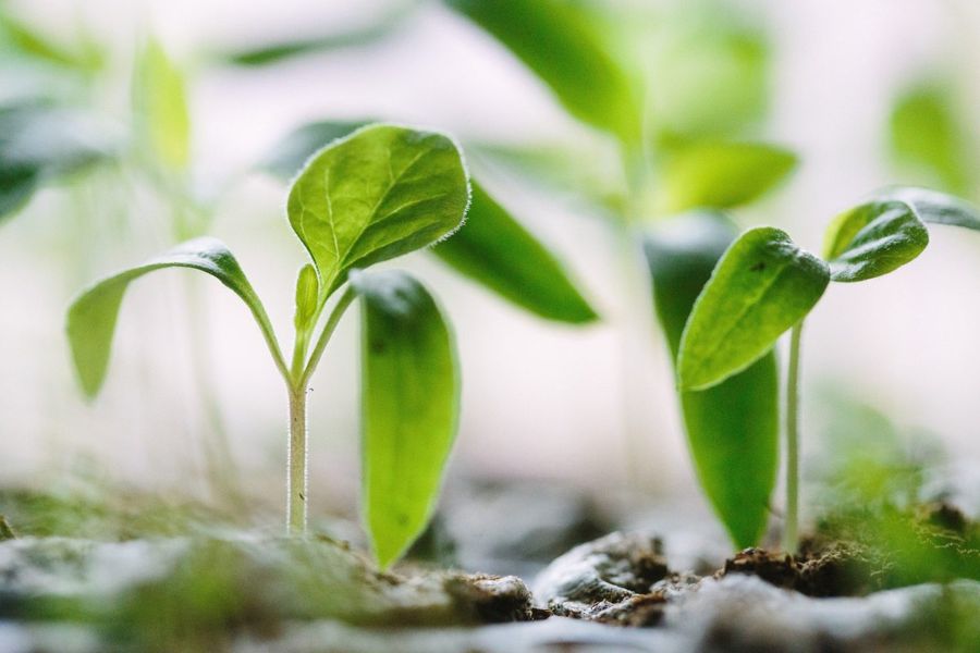 Green seedlings rising from the soil