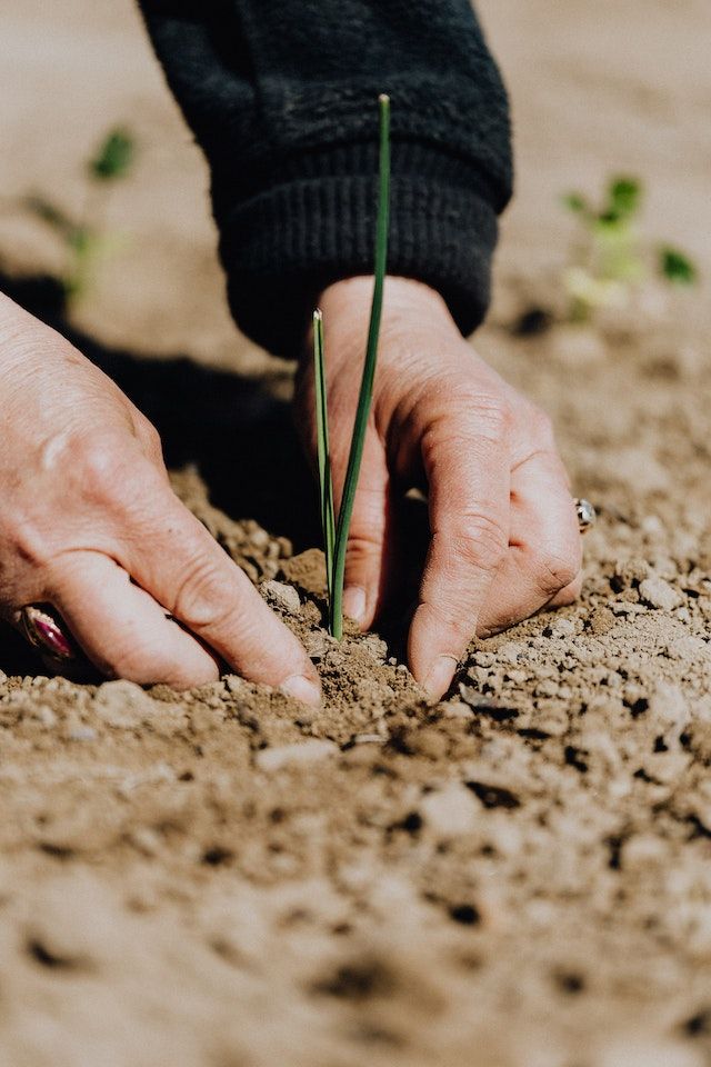 Hands planting a seedling in soil